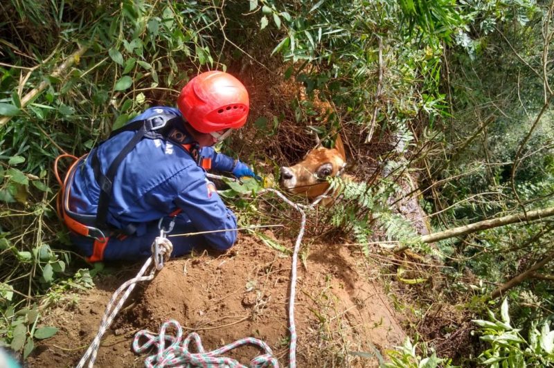 Vaca é resgatada após ficar pendurada em encosta com quase 50 metros de altura em SC – Foto: Divulgação/OBM Ituporanga