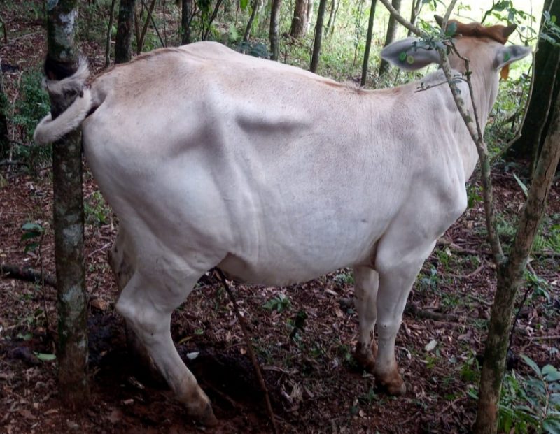 Novilha deu um nó no próprio rabo que ficou preso em uma árvore em propriedade do interior de Ouro – Foto: Rádio Capinzal/Divulgação