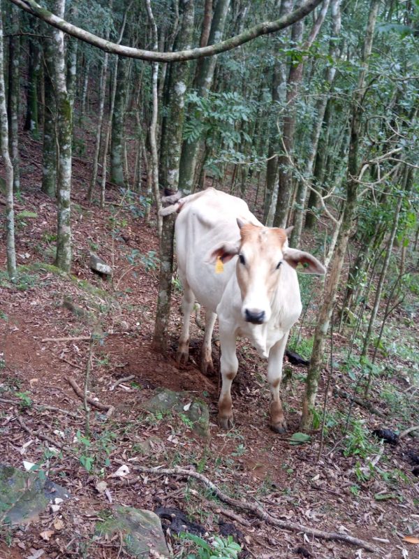 Novilha ficou presa por horas após dar rabada e prender o rabo em uma árvore – Foto: Rádio Capinzal/Divulgação