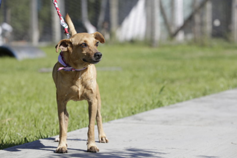Nova lei vai proteger animais contra atos cruéis – Foto: Rogerio da Silva/ND