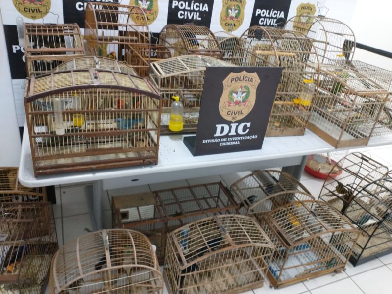 Mais de 50 aves foram apreendidas em Araquari – Foto: Polícia Civil/ND