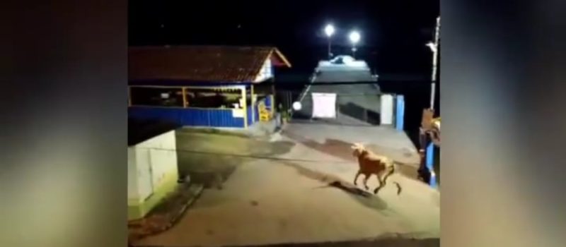 Farra do Boi foi flagrada na madrugada deste s&aacute;bado em Porto Belo, Itapema – Foto: Reprodu&ccedil;&atilde;o redes sociais/ND