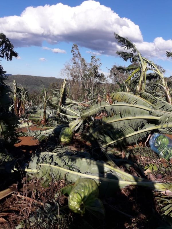 Produção de bananas foi a mais afetada pelos ventos fortes. – Foto: Divulgação/Epagri/ND