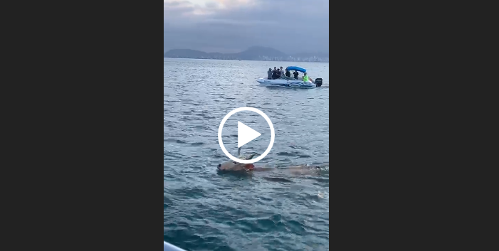 Para fugir da farra, boi vai parar no mar em Porto Belo – Foto: Reprodu&ccedil;&atilde;o/ND