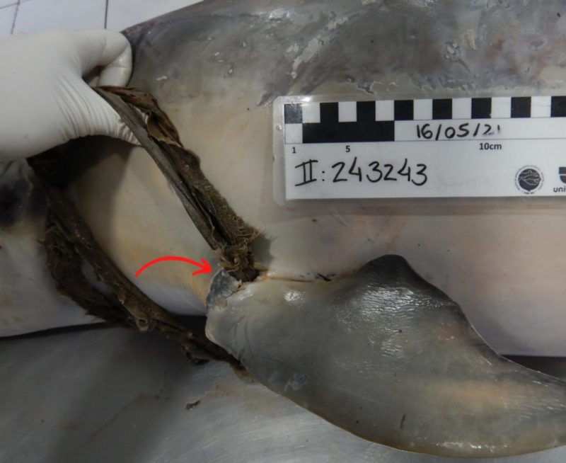 Projeto ainda vai investigar o que pode ter causado a morte do animal – Foto: PMP/BS Univille/Divulgação
