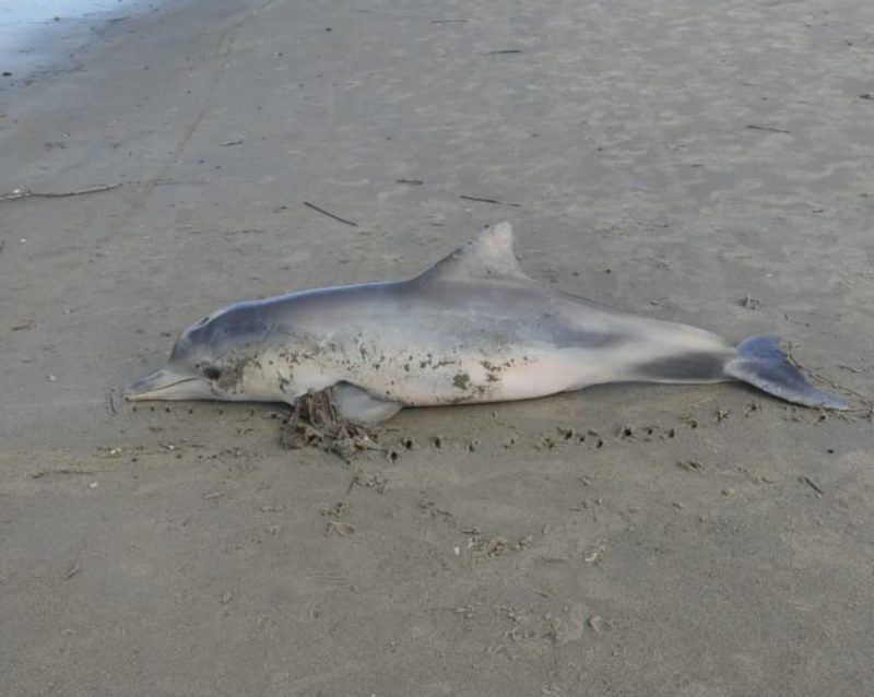 Boto foi encontrado morto na orla da praia de Itapoá – Foto: PMP/BS Univille/Divulgação