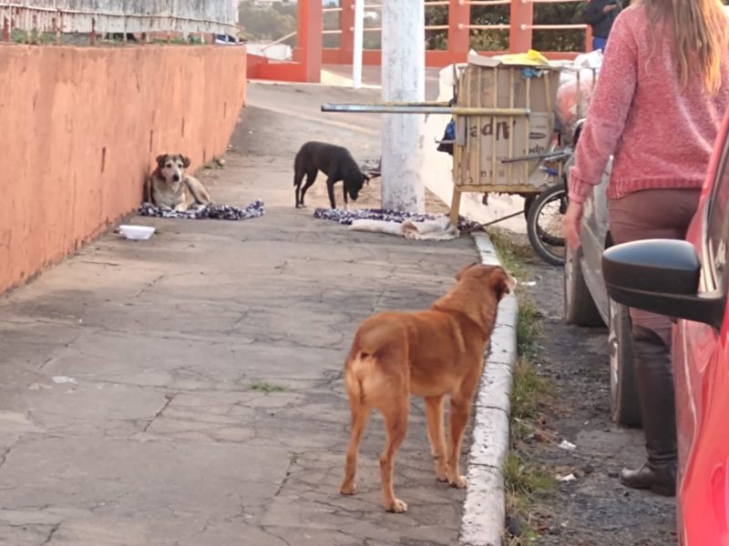 Os cães aguardavam o dono em frente ao hospital de Canoinhas – Foto: Arquivo pessoal