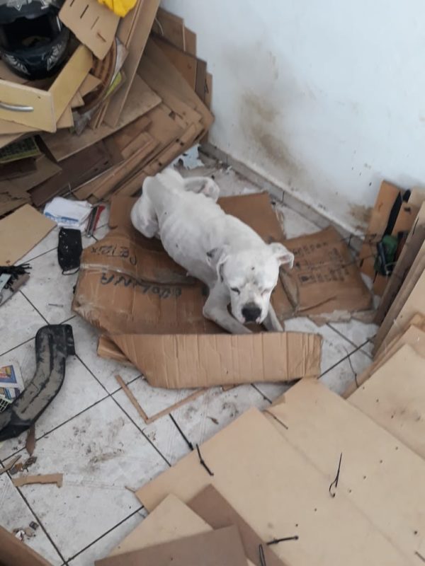 Dois c&atilde;es foram encontrados em situa&ccedil;&atilde;o de maus-tratos em Joinville – Foto: Pol&iacute;cia Civil/Divulga&ccedil;&atilde;o