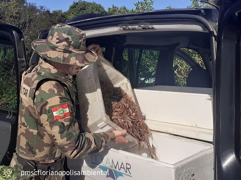 Polícia Militar Ambiental de Florianópolis fez a apreensão em Penha – Foto: PM Ambiental/Divulgação