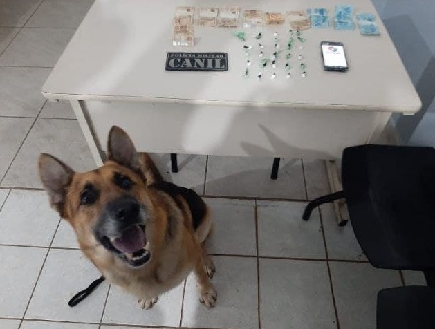 C&atilde;o Jack, da Pol&iacute;cia Militar, encontra drogas escondidas no ralo do banheiro, prontas para serem vendidas – Foto: PM Chapec&oacute;/Divulga&ccedil;&atilde;o ND