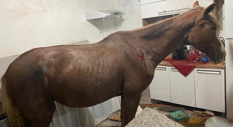 Cavalo caiu do telhado e invadiu a cozinha de uma casa – Foto: Reprodu&ccedil;ao