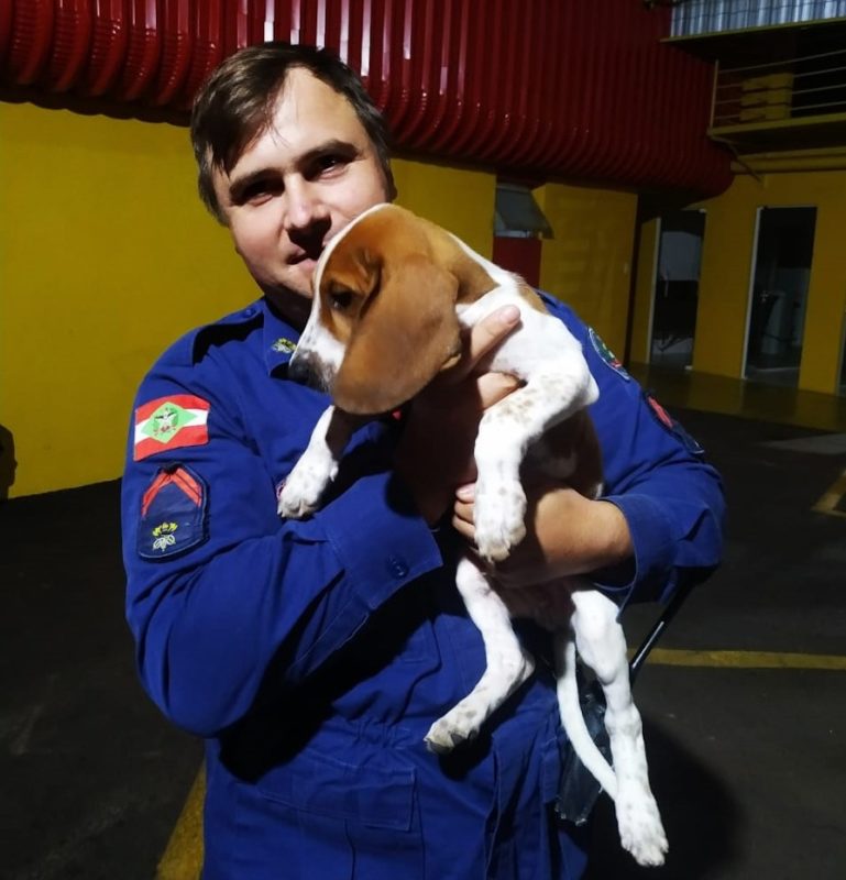 bombeiros e seus cães em treinamento em SC