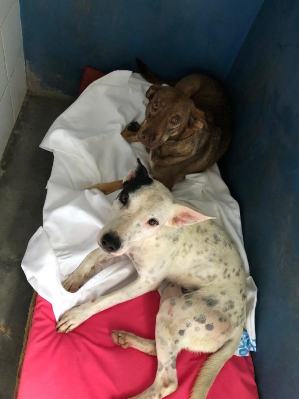 Animais abrigados na Dibea também receberam mantinhas para enfrentar o frio – Foto: PMF/Divulgação/ND