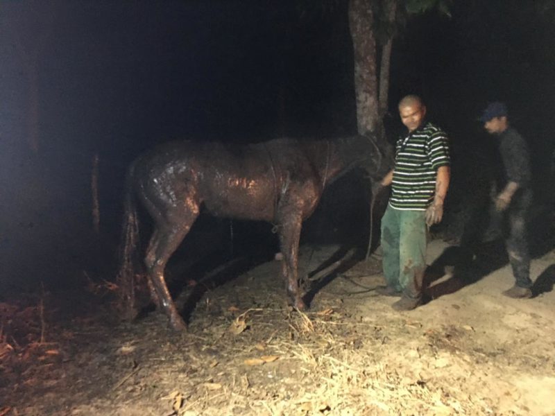 Cavalo Cai Em Vala De Quase 2 Metros E Precisa Ser Resgatado Em Cidade De Sc 5501