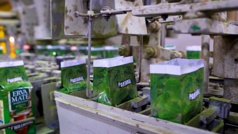 Produção de erva mate é potência desde a Guerra do Contestado – Foto: Reprodução/NDTV