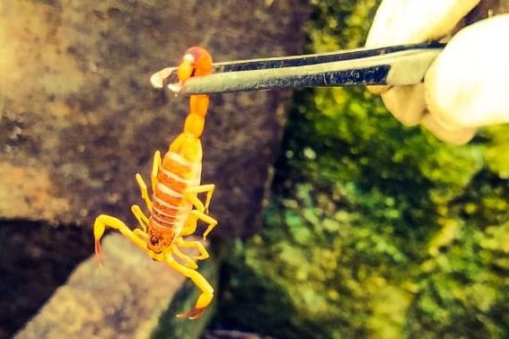 The yellow scorpion loves to live in organic debris – Photo: Secom/Disclosure/ND
