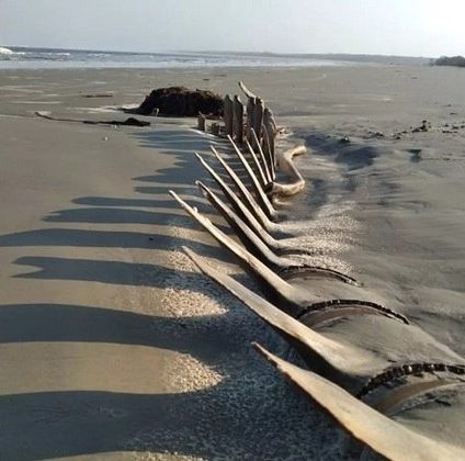 Ossada de quatro metros &eacute; encontrada no litoral de S&atilde;o Paulo – Foto: SOUL PERU&Iacute;BE / Facebook/ Divulga&ccedil;&atilde;o/ ND