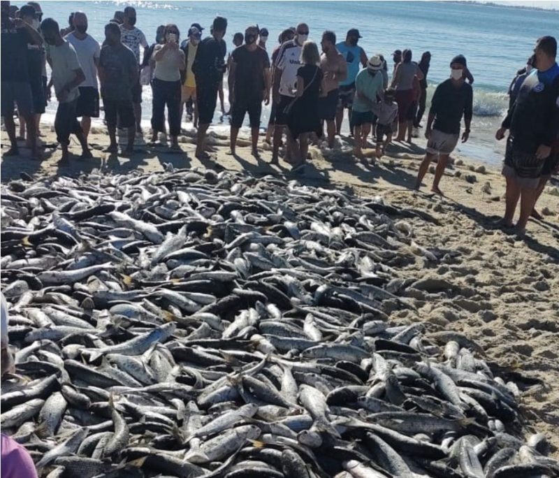 Captura aconteceu tamb&eacute;m em Palho&ccedil;a – Foto: Reprodu&ccedil;&atilde;o/Redes sociais/ZapZap da Tainha/ND