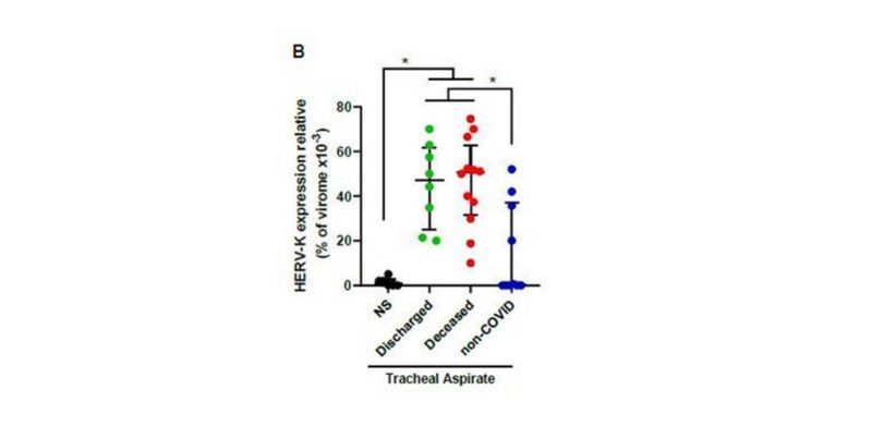 N&iacute;veis de HERV-K em porcentagem do viroma total. A coluna NS se refere &agrave; coleta em exames PCR de pessoas com Covid leve. As tr&ecirc;s colunas seguintes apontam os n&iacute;veis do v&iacute;rus na traqu&eacute;ia de pessoas que tiveram a doen&ccedil;a de forma grave mas sobreviveram (cor verde), de forma grave seguida de morte (cor vermelha) e de pessoas que n&atilde;o tiveram a doen&ccedil;a.- Foto: Fiocruz/Reprodu&ccedil;&atilde;o
