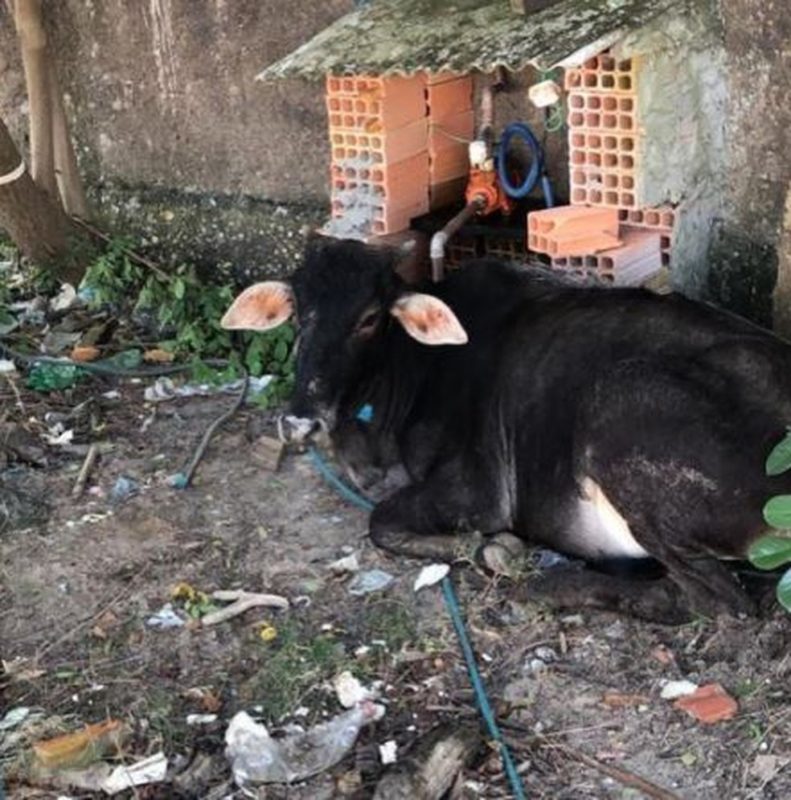 Boi foi encontrado ferido e amarrado a um poste – Foto: Divulga&ccedil;&atilde;o/PM