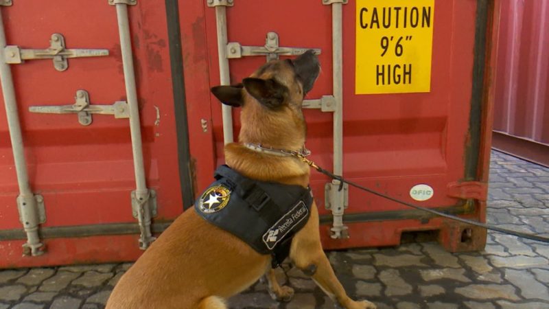 Cães farejadores facilitam o trabalho – Foto: Alfa Stofelli/NDTV