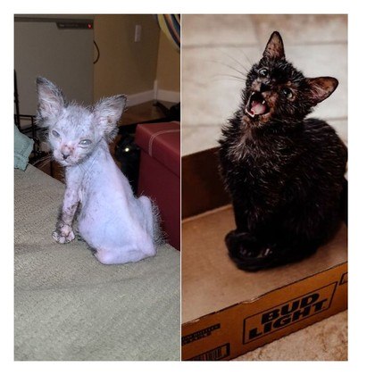 Gracie é uma gatinha que nasceu com uma rara mutação natural. Essa condição faz com que ela se pareça com um lobo, por isso ela é chamada de Lykoi ou Wolfcat (gato-lobo, em tradução livre – quase como um ‘lobisomem’ dos gatos) – Foto: Reprodução/ Instagram