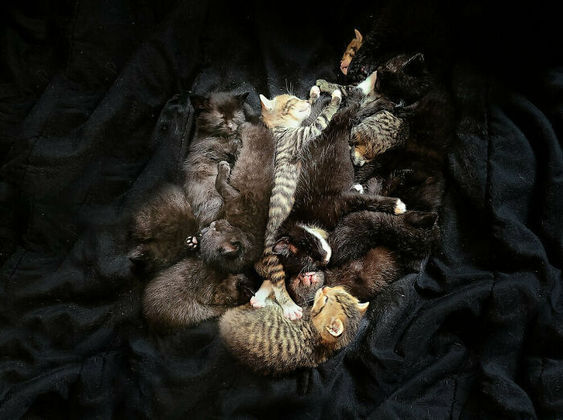Tudo começou quando Bree decidiu adotar duas gatas que estavam grávidas. Ao todo, elas deram à luz 12 filhotes e começaram a cuidar juntas de todos eles, como se fossem uma grande família – Foto: Reprodução/Instagram