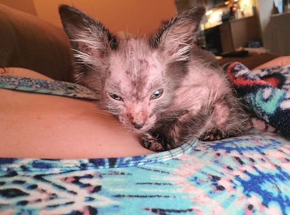 Mas Bree percebeu que Gracie destoava de seus irmãos. “Percebi que ela estava um pouco frágil e perdendo pelo, então imediatamente a levei ao veterinário, onde me disseram que ela poderia ter sido afetada por uma crise febril, mas, mesmo assim, estava bem e saudável”, contou a tutora em entrevista ao Bored Panda – Foto: Reprodução/Instagram
