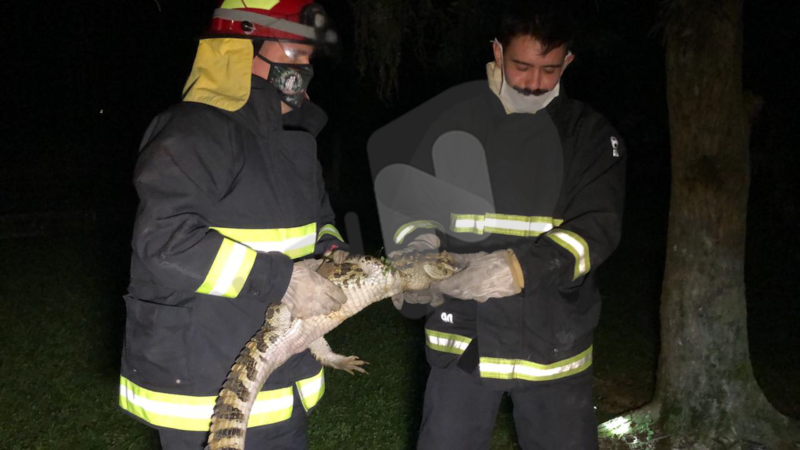 Filhote de jacar&eacute; foi encontrado na noite desta segunda-feira (17) no bairro Vila Nova – Foto: Ricardo Alves/NDTV