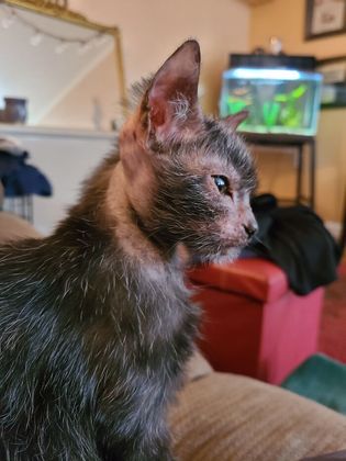 Foi então que ela decidiu fazer pesquisas na internet sobre raças de gatos e descobriu os Lykoi, também chamados de “gato-lobo” – Foto: Reprodução/Instagram