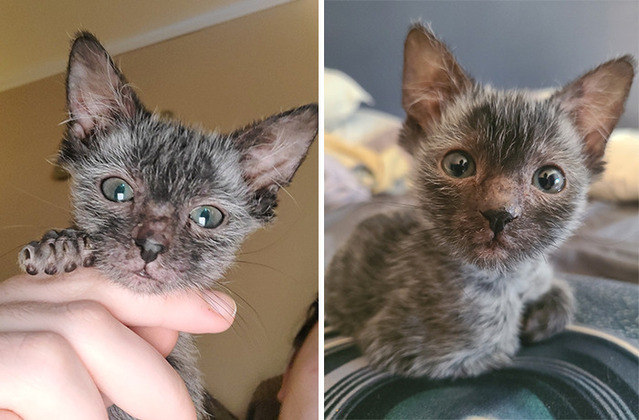 “Pesquisando, descobri que um gato-lobo, conhecido como Lykoi, é um gato doméstico comum, com uma mutação genética que ocorre entre colônias de gatos selvagens, de onde sua mãe veio. Por isso, os pelos de Gracie caem a cada 6 meses e se renovam. Além disso, ela tem pele sensível e precisa de atenção extra para monitorar o acúmulo de gordura e óleo em torno de seu rosto e pés”, explica Bree – Foto: Reprodução/Instagram