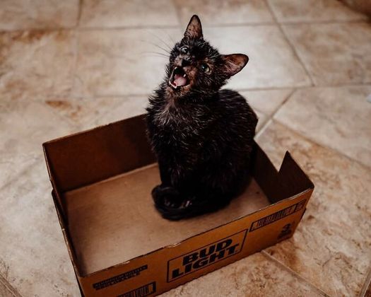 Bree agora tem certeza de que sua gatinha é saudável. “Ela está maravilhosamente bem. Gosta de brincar, tirar uma soneca, arranhar tábuas e correr atrás do próprio rabo”, descreve a tutora – Foto: Reprodução/Instagram