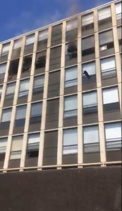 gato salta do prédio