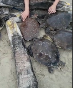 Tartarugas capturadas em rede de tainha no Sul de SC – Foto: Reprodu&ccedil;&atilde;o V&iacute;deo