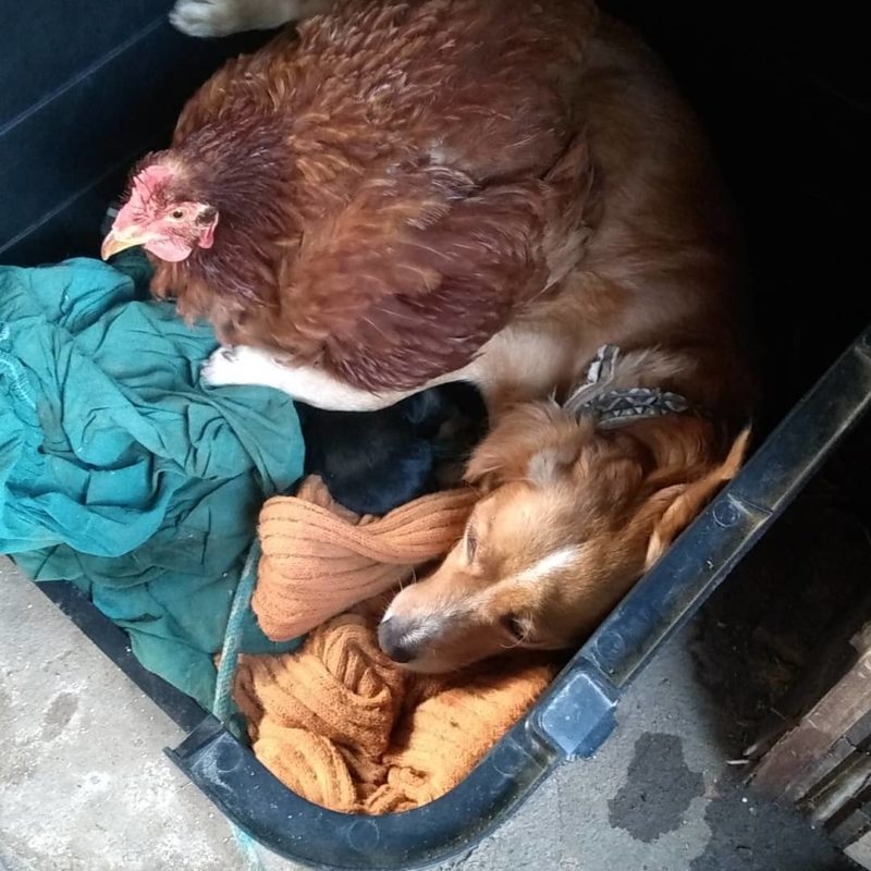 Galinha ajuda a esquentar os filhotes de Mel durante o frio – Foto: Arquivo pessoal