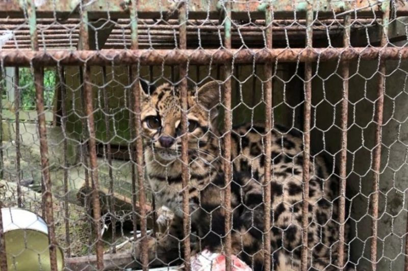 Morador de SC captura animal ameaçado de extinção – Foto: Divulgação/Corpo de Bombeiros
