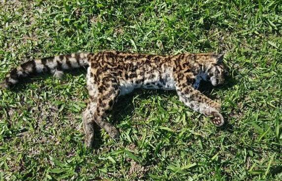 Gato-maracaj&aacute; foi encontrado morto em beira de rodovia, em Crici&uacute;ma – Foto: Divulga&ccedil;&atilde;o/ND