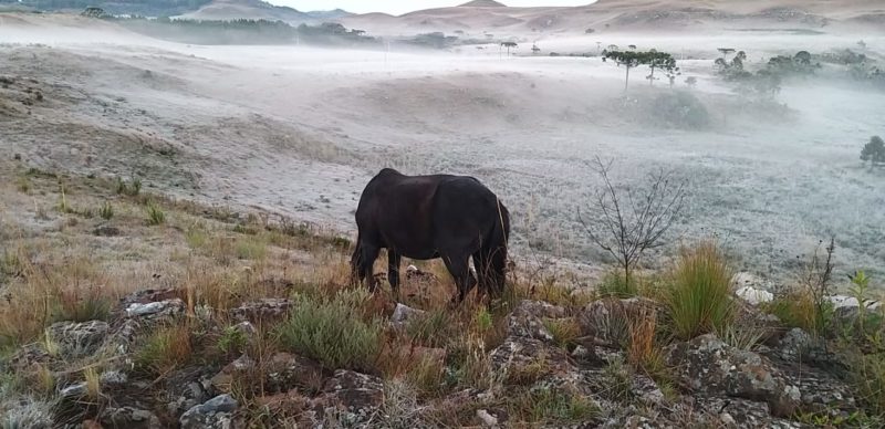 Frio intenso acontece por causa de uma massa de ar polar que circula no Estado