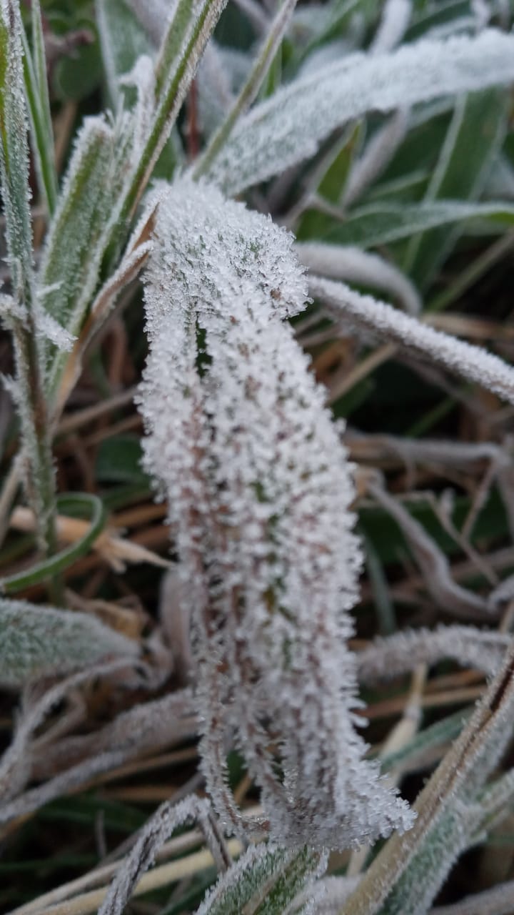 Frio intenso é registrado nesta madrugada no Oeste catarinense - Piter Scheuer/Divulgação/ND