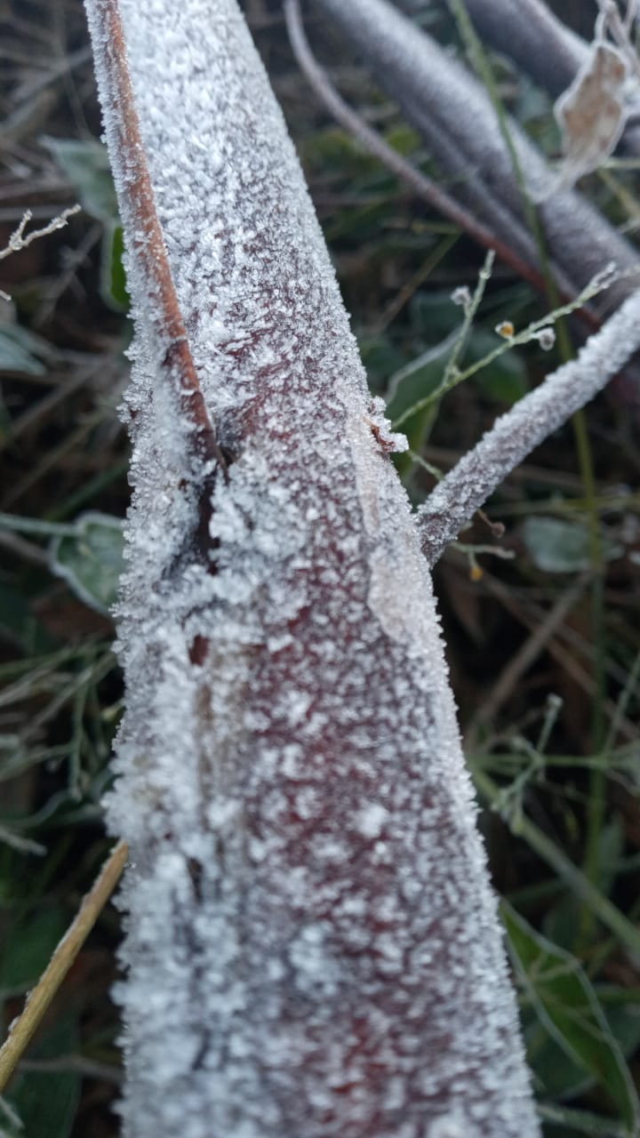 Registro de geada no interior de Guatambu e em diversos bairros de Chapecó com mínima de -2,5ºC - Piter Scheuer/Divulgação/ND
