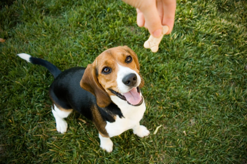 Biscoito para cães totalmente natural e tem como intuito auxiliar também na saúde bucal
