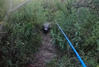 Youtuber fica cara a cara e &eacute; perseguido por jacar&eacute; enquanto pescava – Foto: Reprodu&ccedil;&atilde;o/Chum Dumpster/ND