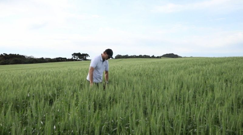 ND Agro deste domingo vai conhecer cultivo está gerando lucros para produtor rural de SC – Foto: Divulgação/ND