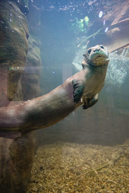 Os dois foram resgatados pela Pol&iacute;cia Militar Ambiental do Par&aacute; e n&atilde;o podem voltar &agrave; natureza – Foto: Oceanic Aquarium/Divulga&ccedil;&atilde;o