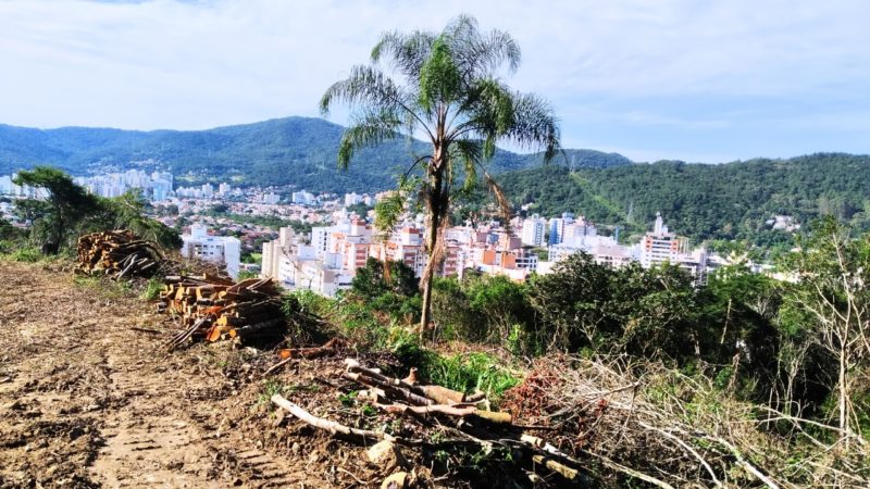 Desmate no Córrego: Conflito em loteamento de Florianópolis expõe legislação frouxa em UC
