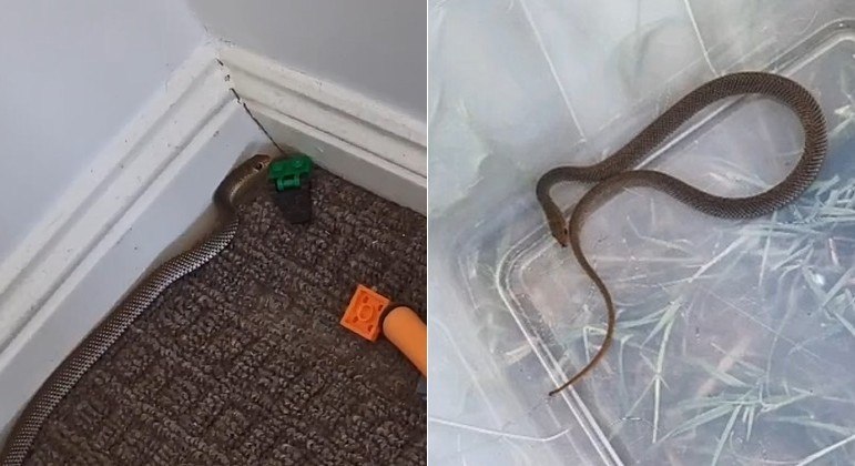 Serpente venenosa retirada de casa na Austrália &#8211; Foto: Montagem/R7, com TikTok/moistzebra_