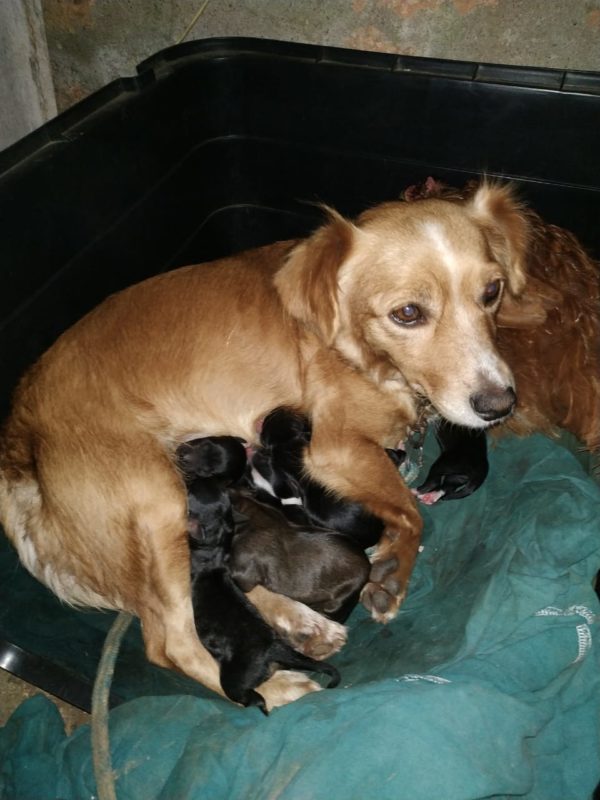 Mel e seus filhotes v&atilde;o precisar de um novo lar – Foto: Arquivo pessoal