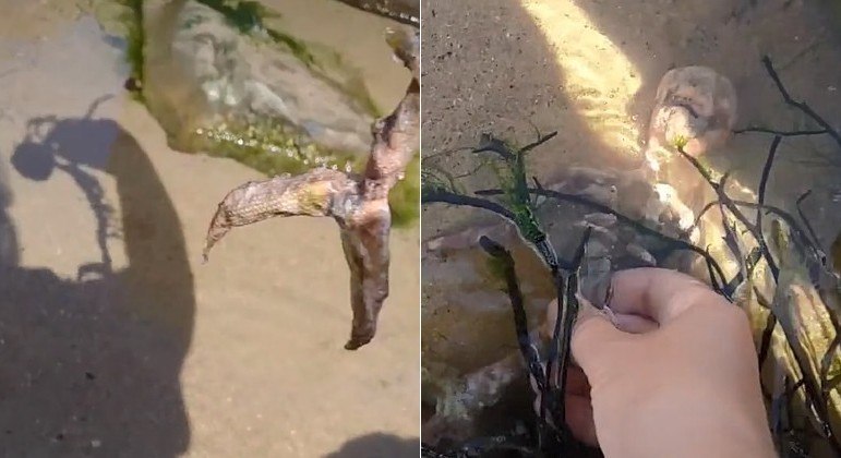 Pequeno esqueleto de sereia encontrado em praia – Foto: Montagem / R7, com TikTok/ jjjmc12