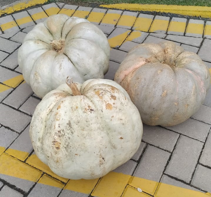 Agricultor de SC colhe moranga ‘gigante’ com quase 20 quilos – Foto: Divulga&ccedil;&atilde;o/Prefeitura de Ituporanga