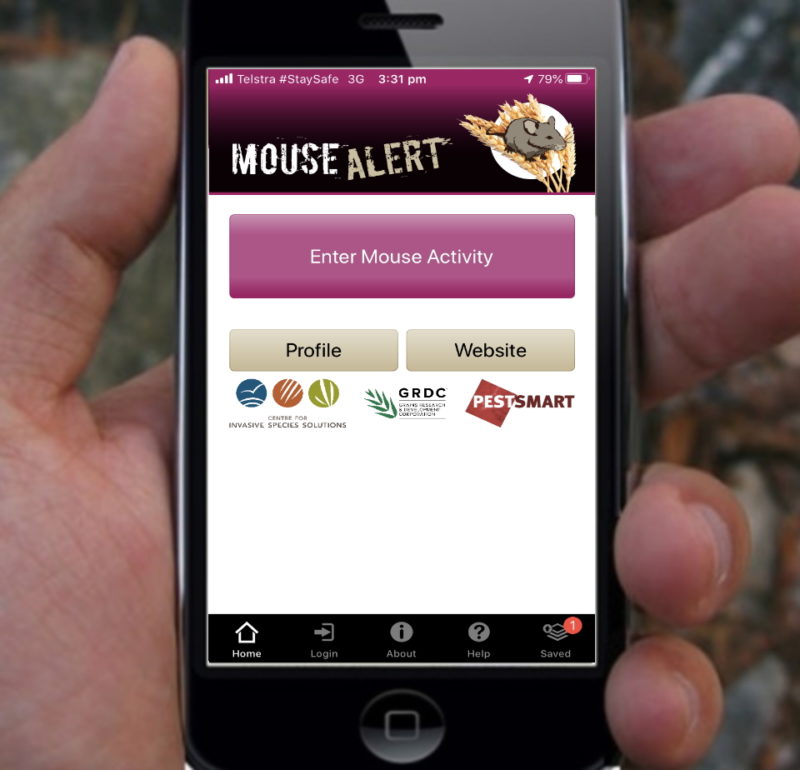 Plataforma Mouse Alert monitora avanço de ratos na Austrália – Foto: Mouse Alert/Reprodução